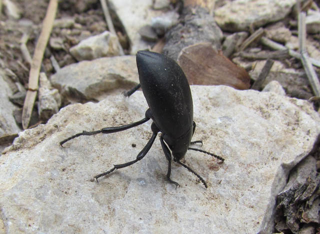 Darking Beetle